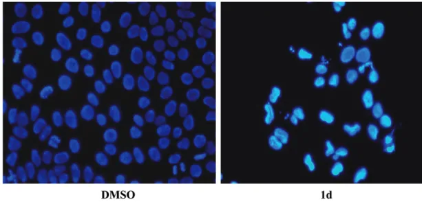 Figure 3. Cell cycle distribution analysis of compound 1d.
