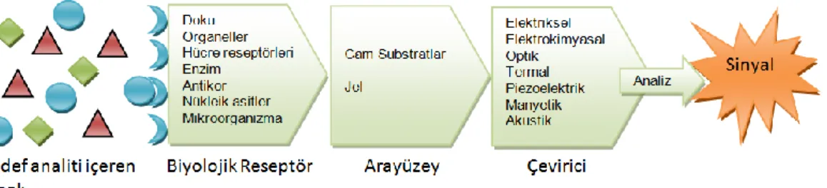 Şekil 4. Biyosensörlerin temel bileşenleri [25]. 
