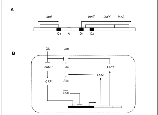 Figure 2.  The Lac Operon.  (A) The expression of the genes lacZ, lacY and lacA as one  transcriptional unit is controlled by the upstream regulatory sequences including the  operator regions O1, O2 and O3 where the repressor protein (the product of the la