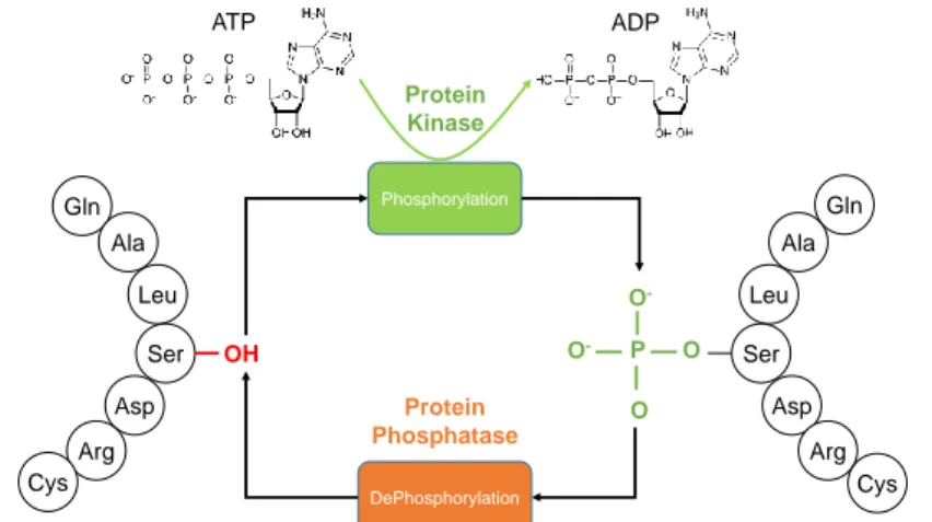 Figure 2.1: Phosphorylation is a reversible process which involves adding a phosphate group from a nucleoside triphosphate to an amino acid.