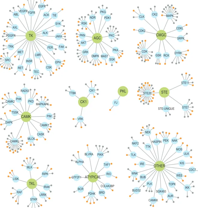 Figure 2.3: The partitioning of kinases into families and groups as pro- pro-posed in [2]