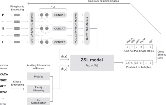 Fig. 3. The DeepKinzero framework. First, the embedded vectors of phosphosites are passed to a two-layer bidirectional LSTM network, and then the results after passing through an attention layer are input to the ZSL model