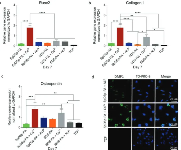 Figure 6.  Molecular analysis of osteogenic differentiation in maintenance medium. Gene expression analysis of Runx2 a), Collagen I b), and osteopontin  c) on day 7 of osteogenic differentiation