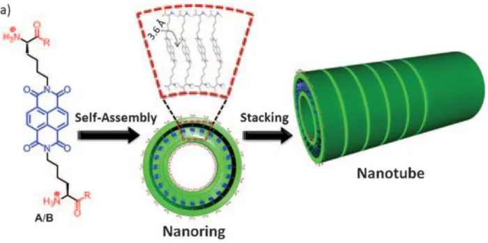 Figure  1.5 Self-assembly  of  bolaamphiphile  monomers  into  nanotube  morphology.  (Figure  adapted from ref