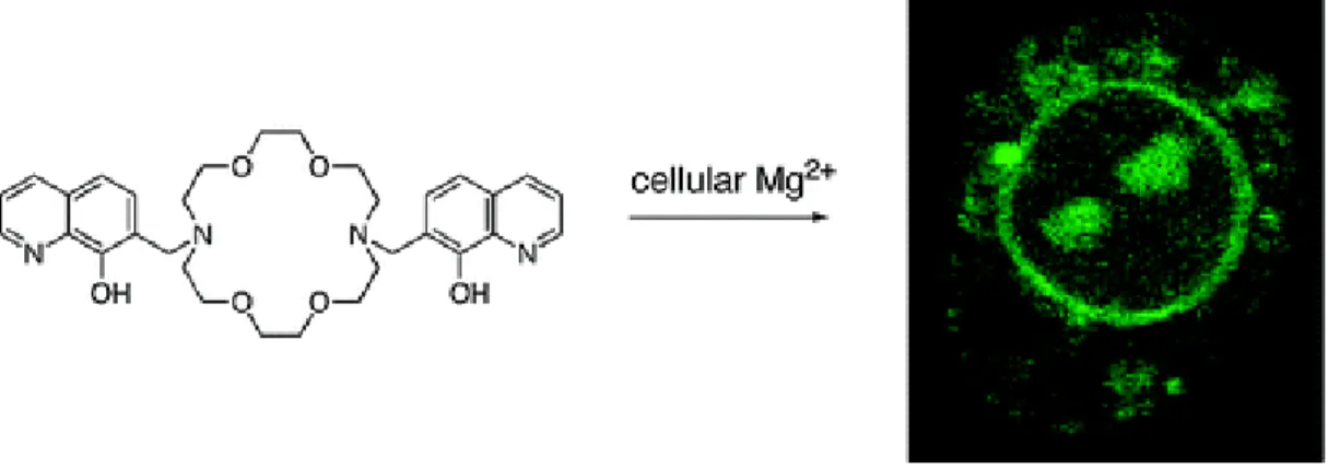 Figure 25.  8-Hydroxyquinoline derivatives with diaza-18-crown-6 for sensing magnesium  ion in living cells 65 