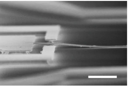 Figure 2.13: Stiction of a silicon beam after HF based oxide wet etch. Scale bar is 5 µm.