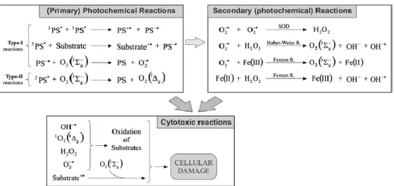 Figure 4. Photochemical Reactions during PDT action 62  Copyright © 2008,  Springer-Verlag London Limited Adapted with permission 