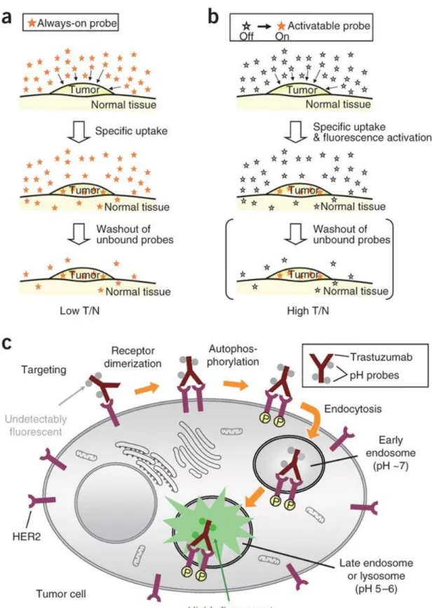 Figure 7. Mechanism target-specific activatable probes 98  Copyright © 2008,  Rights Managed by Nature Publishing Group, Adapted with permission 