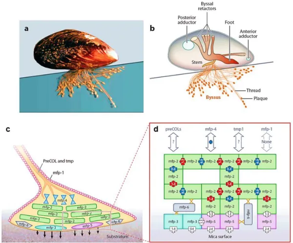 Figure 1.2  Mussel  adhesion  strategy  inspires  synthetic  adhesives  that  can  operate  under  water