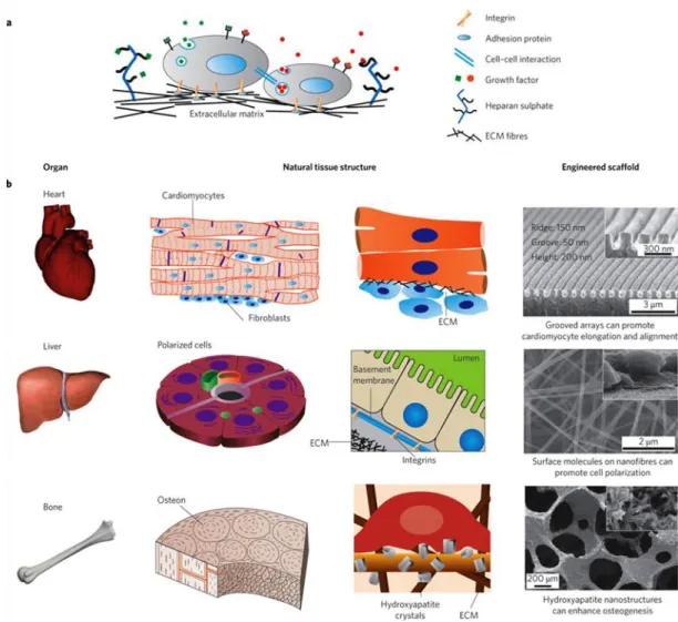 Figure 1.4  ECM  provides  a  physical  and  bioactive  support  to  the  cells  forming a functional tissue and organ