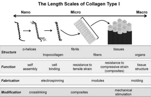 Figure 1.5  Hierarchical  assembly  of  collagen  type  I  from  nano-  to  meso- meso-scales