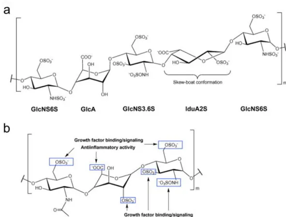 Figure 1.9  Steric  conformation  and  functional  groups  are  inspirational  sites  to mimic the biological function of GAGs