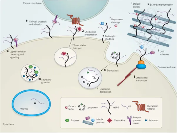 Figure 1.10  Heparan  sulfate  proteoglycans  carry  out  a  number  of  biological  functions