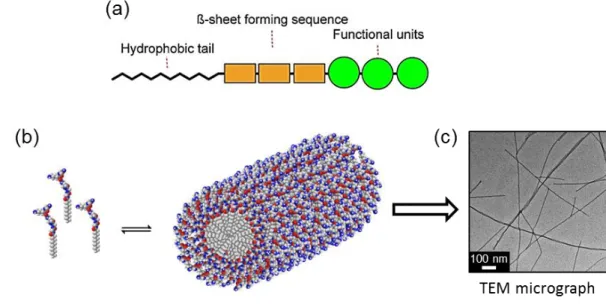 Figure 1.12  Rationally-designed  modular  peptide  amphiphiles  can  dynamically assemble into long one-dimensional nanofibers