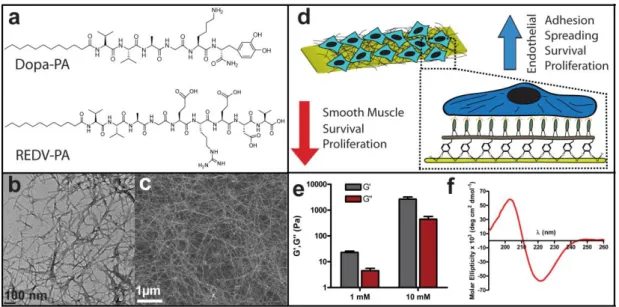 Figure 2.1  Design  and  self-assembly  of  REDV-PA  and  Dopa-PA  molecules. 