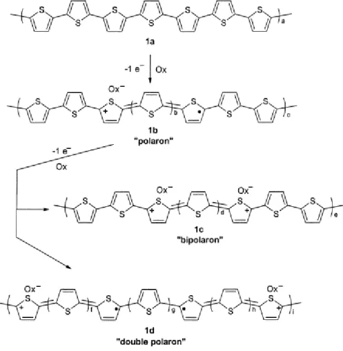 Figure 1.2- structural changes in polythiophene upon doping with an oxidant [1] 