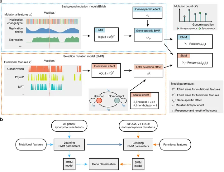 Fig. 1 Overview of the model-based framework driverMAPS for cancer driver gene discovery