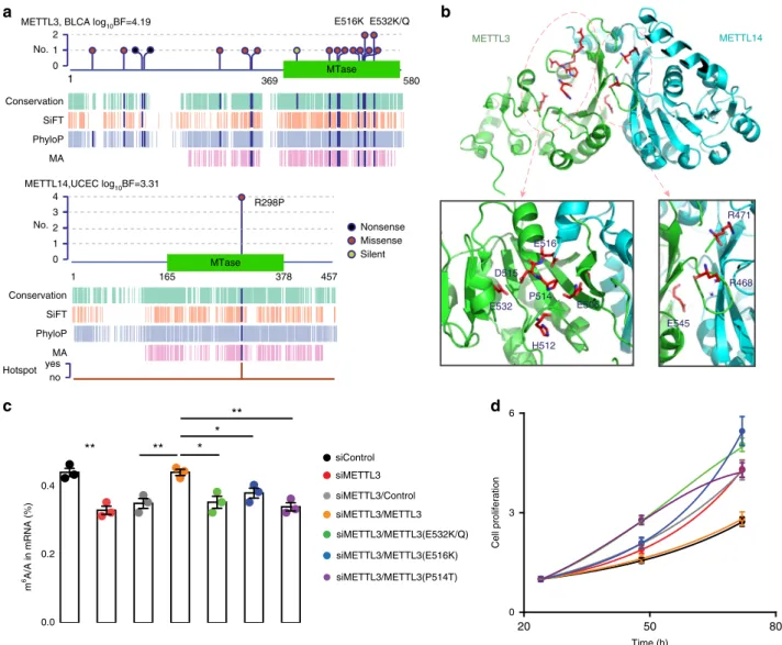Fig. 6 Functional validation of METTL3 as a TSG in bladder cancer. a Features of mutations in METTL3 and its heterodimerization partner METTL14