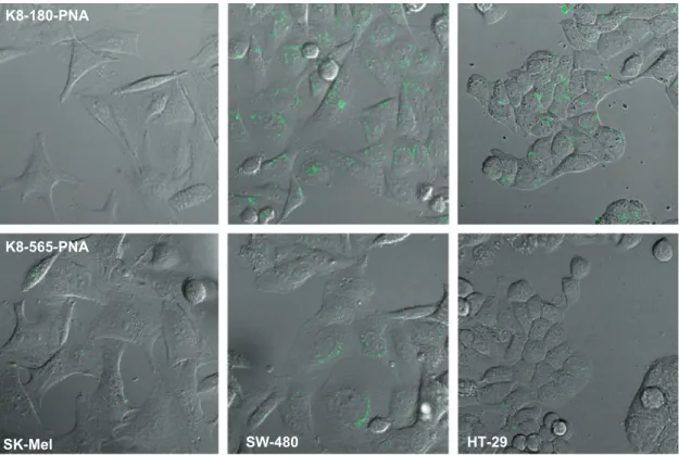 Fig. 4. Confocal microscopy images (60) of SK-Mel-2 (control), SW-480 m, and HT-29 cells, following 24 h incubation with K8-180-TO-PNA or K8-565-TO-PNA