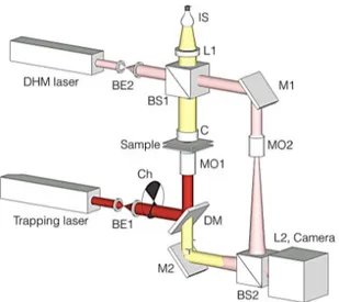 Fig.  1.  Off-axis  DHM  integrated  with  blinking  OT  setup.  L:  lens,  M: 