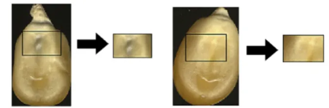 Fig. 4. The cropping operation was performed in proportion to the size of each kernel image.