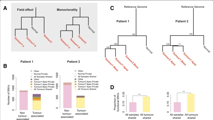 Fig. 1 SNV distribution and phylogeny of tumours. a Hypothetical phylogenies with the field effect and monoclonal origin hypotheses.