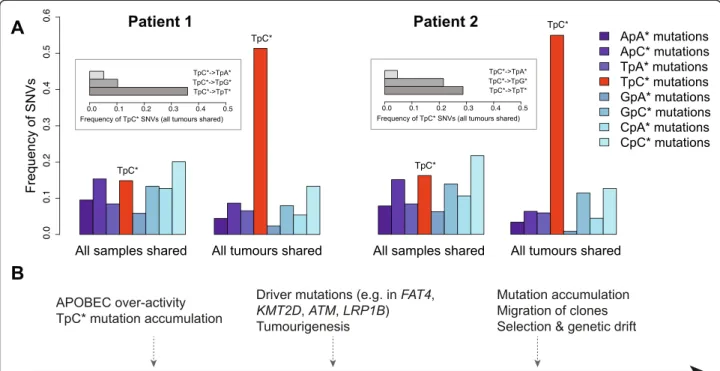 Fig. 2 a SNV frequencies in dinucleotide context. Frequencies are compared between SNVs among all SNVs shared among all 4 samples (n = 842–1059), and SNVs shared among all 3 tumours (n = 428–473)