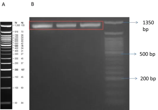 Figure 3: First PCR result of amplification of Phuco sfGFP part. Expected length  is 1112 bp