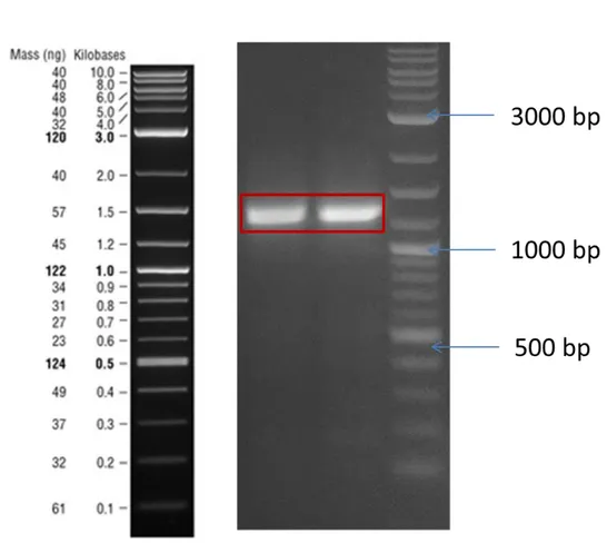 Figure  6:  Fourth  PCR  result  of  amplification  of  Phuco  sfGFP  part.  Expected  length is 1246 bp