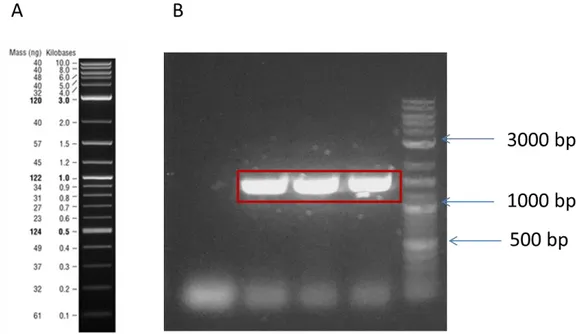Figure 11: PCR amplification of UacT gene. Expected length is1485 bp. 