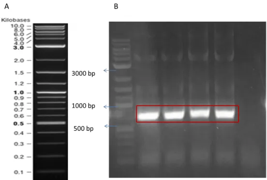 Figure  12:  Agarose  gel  electrophoresis  image  of  amplified  samples.NEB  2  log  marker is shown (A)