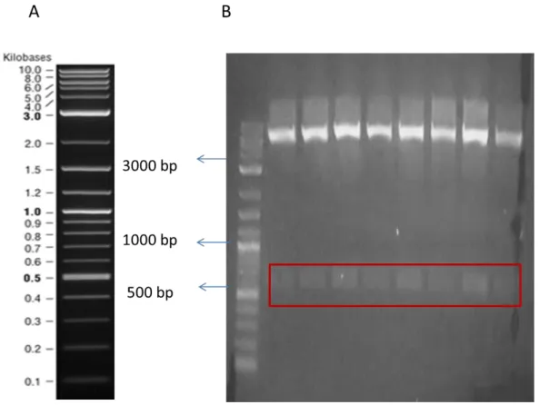 Figure  13:  Agarose  gel  electrophoresis  image  of  digested  samples.  NEB  2  log  marker is shown (A)