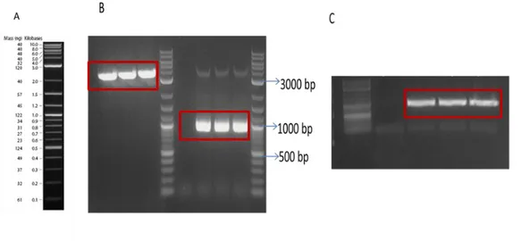 Figure  17:  Agarose  gel  electrophoresis  images  of  PCR.  NEB  2  log  ladder  (A)