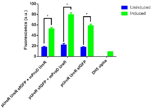 Figure  22:  Fluorescence  measurement  of  constructed  three  urea  sensor  plasmid  containing cells and plasmid free E