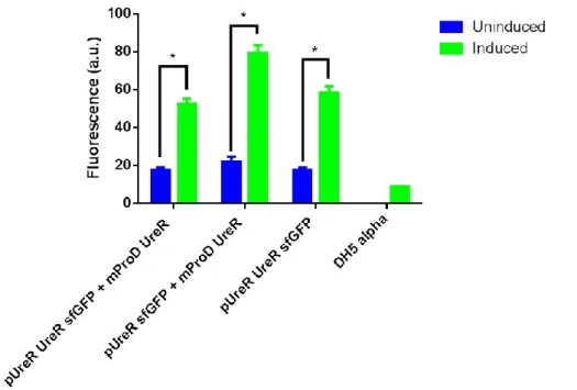 Figure  22:  Fluorescence  measurement  of  constructed  three  urea  sensor  plasmid  containing cells and plasmid free E