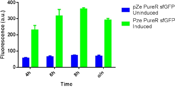Figure 24: Fluorescence measurement of induced and uninduced pZe PureR sfGFP  plasmid containing cells 
