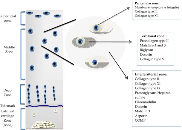 Figure 1.1 The Organization of Normal Articular Cartilage. 