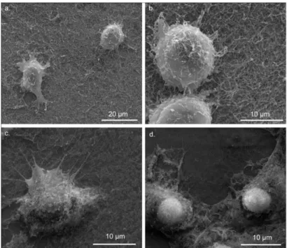 Figure  2.3  ATDC5  Cells  Encounter  the  Nanofibrous  Structure  of  Peptide  Amphiphile Nanofibers During Cell Culture Experiments