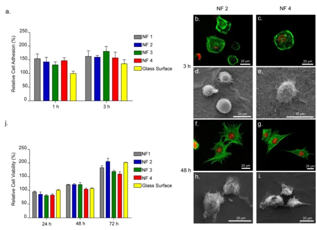Figure  2.4  Adhesion,  Spreading  and  Viability  of  ATDC5  Cells  Cultured  on  Peptide Nanofibers