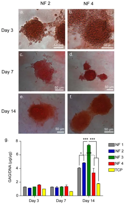 Figure 2.10 Safranin-O and DMMB Staining of ATDC5 Cells on NF 2 and NF 4,   Showing GAG Incorporation