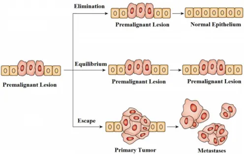 Figure 1.1: Schematic illustration of immunosurveilance theory [1] 