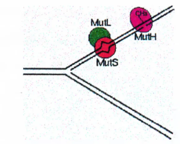 Figure  1.  Illustration  o f the  action  o f the  E.  coli Mut HLS mismatch  repair system  on  a  mispair at  a  replication fork.