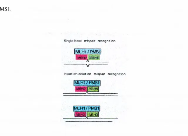 Figure IM o d e l fo r m ism atch recognition in S.  cereviseae.  The various postulated complexes  between  MSH2  and  cither  MSH3  or  MSH6  are  illustrated  interacting  with  either  a  single-base  substitution  mispair or an  insertion/ deletion  m