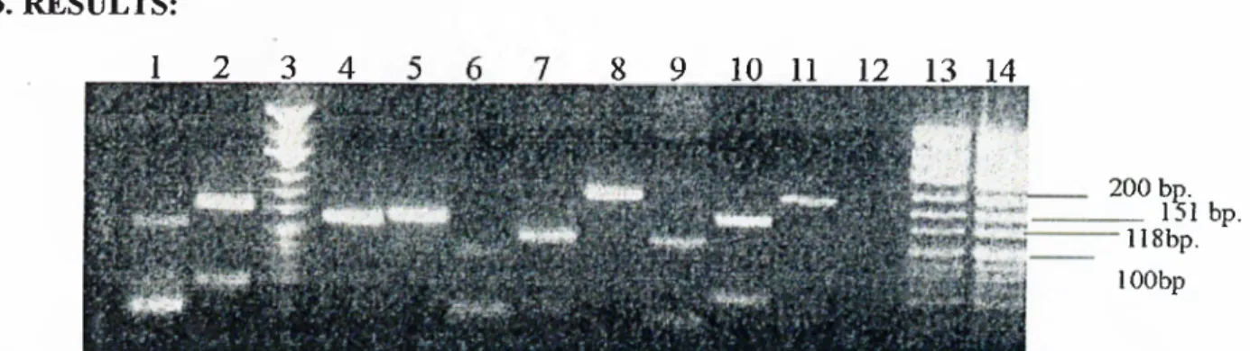 Figure 5.  Visualisation  o f  the PCR  amplification products  o f  six microsatellite  loci  on  2%  Agarose-gel