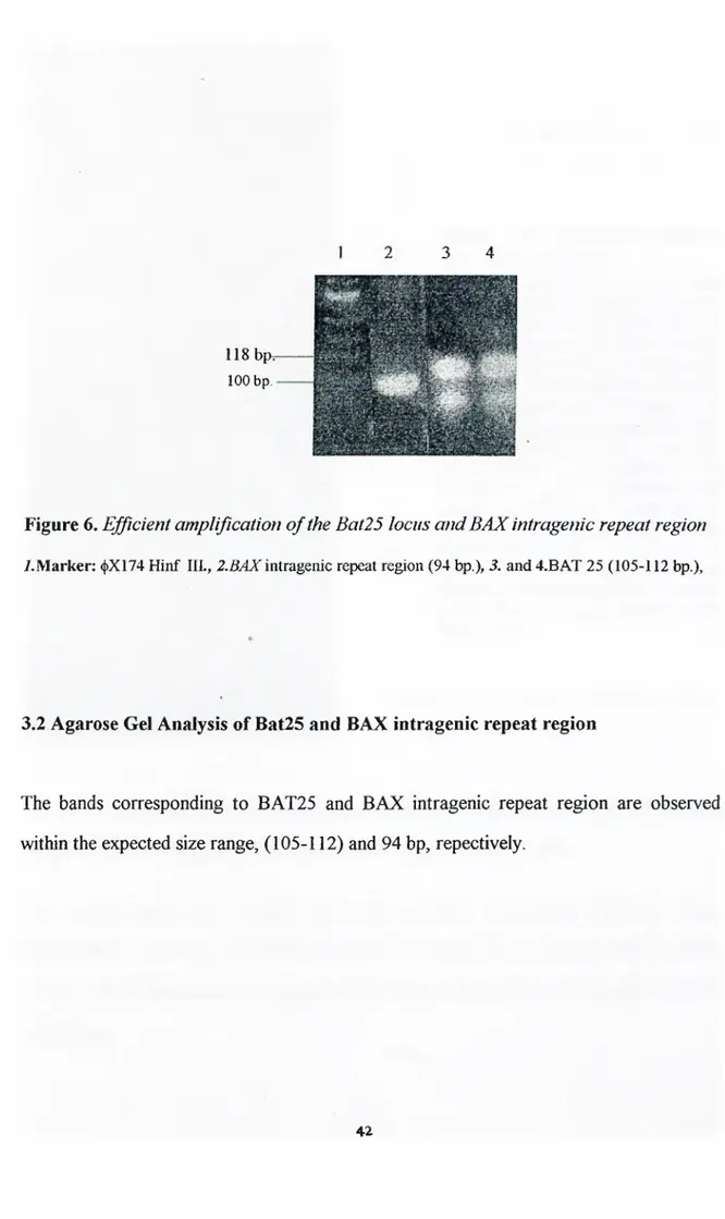 Figure 6. Efficient amplification o f  the Bat25 locus a n d  B A X  intragenic repeat region  /.M arker: φΧ174 Hinf  IIL, 2.BAXintragenic repeat region (94 bp.), 3