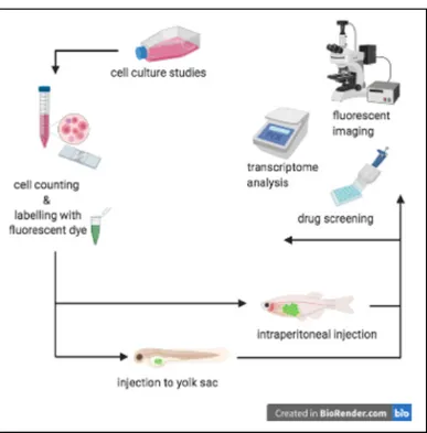 Figure 1. 1 Schematic representation of a standard zebrafish xenotransplantation  procedure applied on zebrafish embryos and adult fish