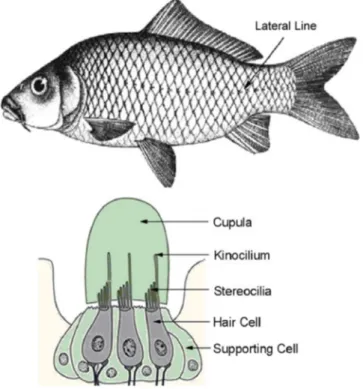 Figure 1.5: Fish audition principle [4]