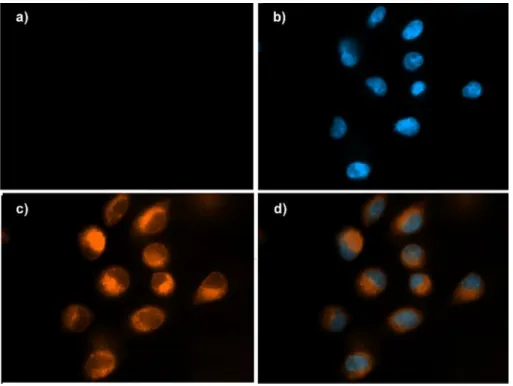 Fig. 4. Fluorescence images of human lung adenocarcinoma cells (A549). Fluorescence image of a) A549 cells treated with probe 3 only (5m M), b) cells treated with DNA- DNA-binding 4 0 ,6-diamidino-2-phenylindole (DAPI) dye (control), c) cells treated with 