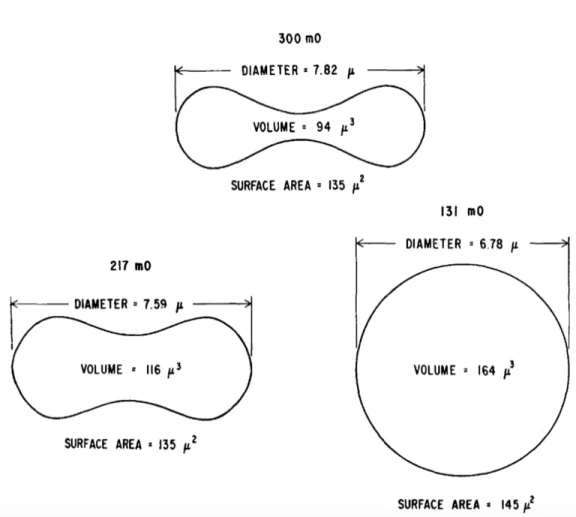 Figure 1.2: Cross sectional shapes of the average RBC and other cellular infor- infor-mation as reported by Evans and Fung [2].
