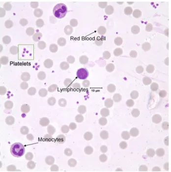 Figure 1.9: Blood smear components. A sample microscopy image of the whole blood.